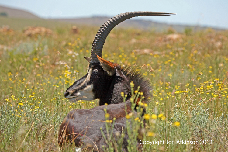 African Wildlife